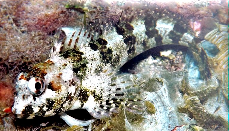 Lipophrys trigloides_55lllll